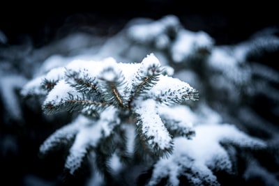 植物被雪覆盖
